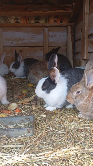 Vând iepuri hecoli , disponibili 7 masculi și 7 femele, vârsta 4 luni