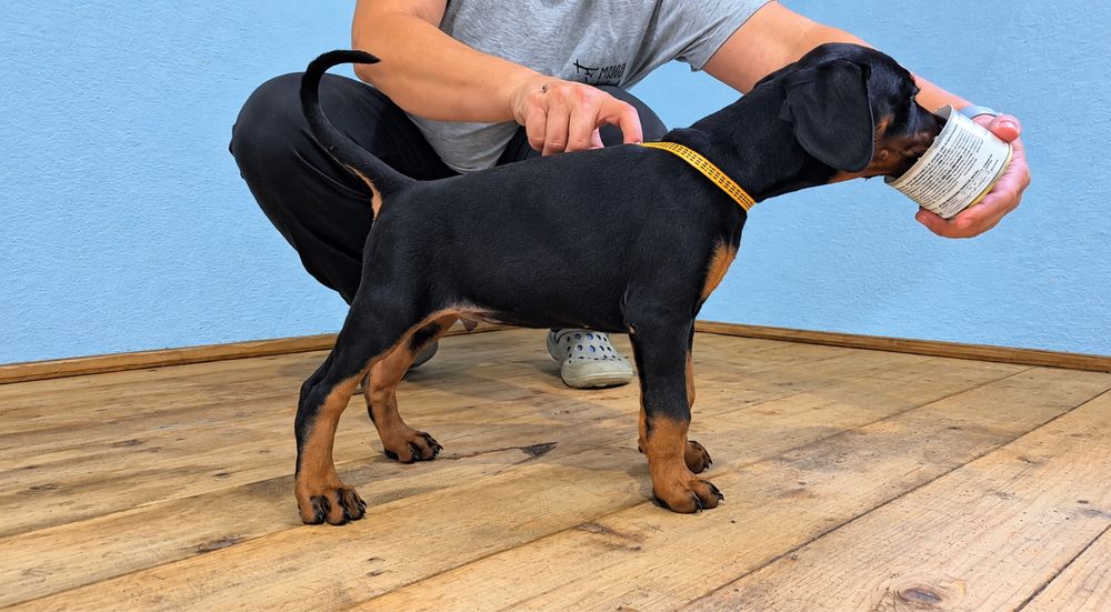 Dobermann.