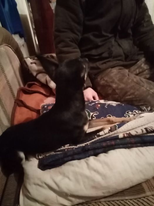 Продаю продаю сабаку