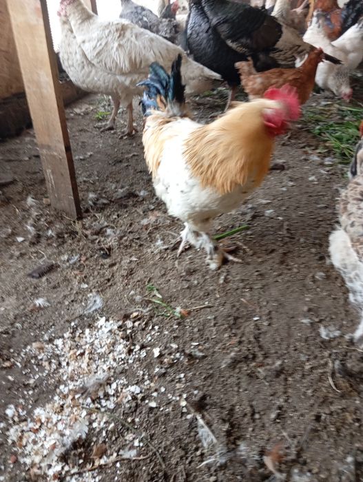 Продам петуха домашнего