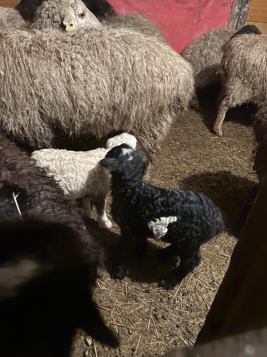 бараны кой сатылымда