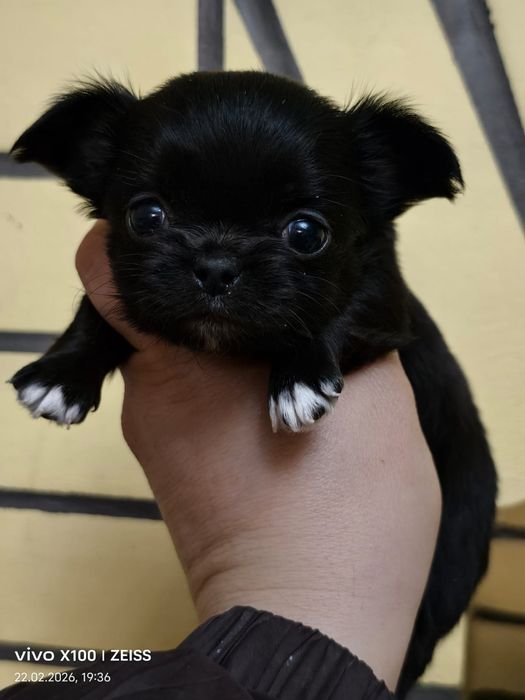 Очаровательные щенки чихуахуа.