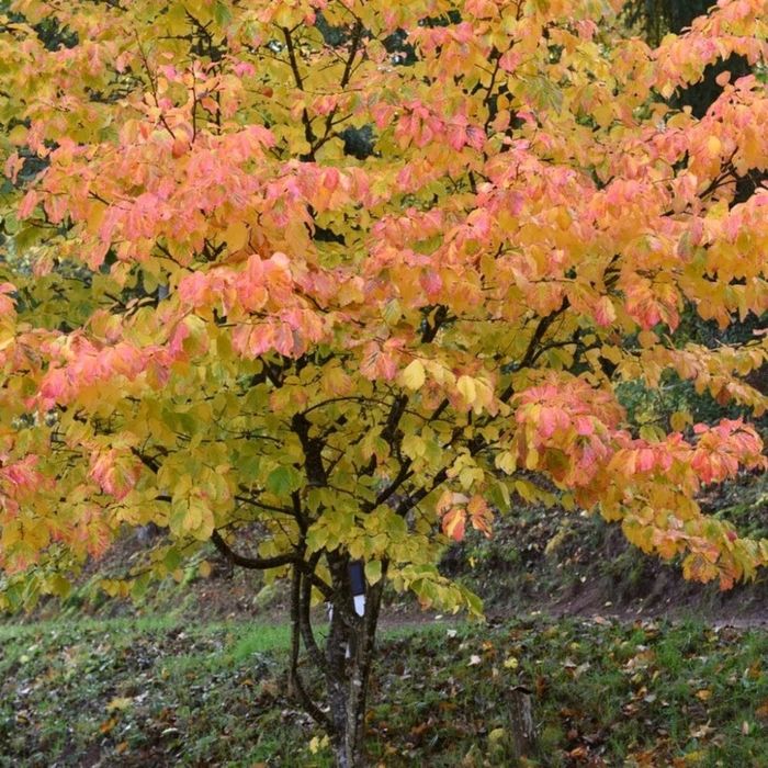Persan Bella (Arborele Magic )