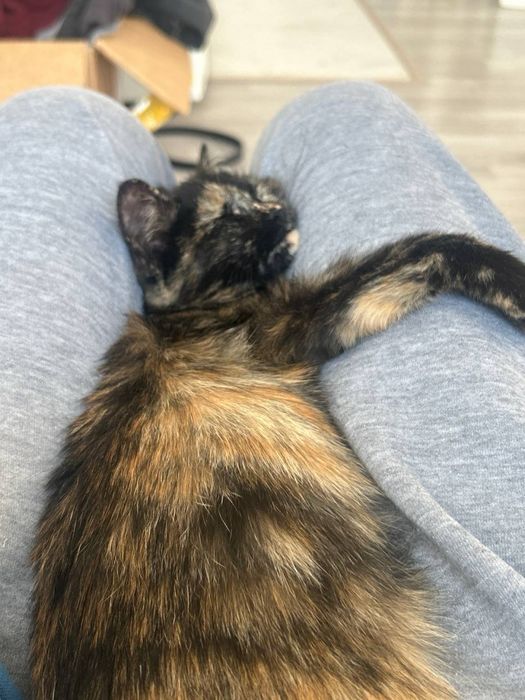 Отдам котенка в добрые руки