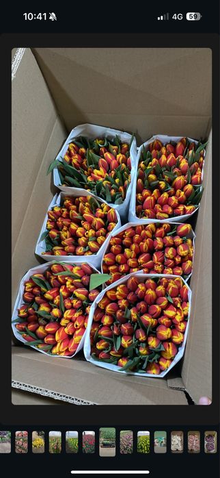 Тюльпаны к 8 марта