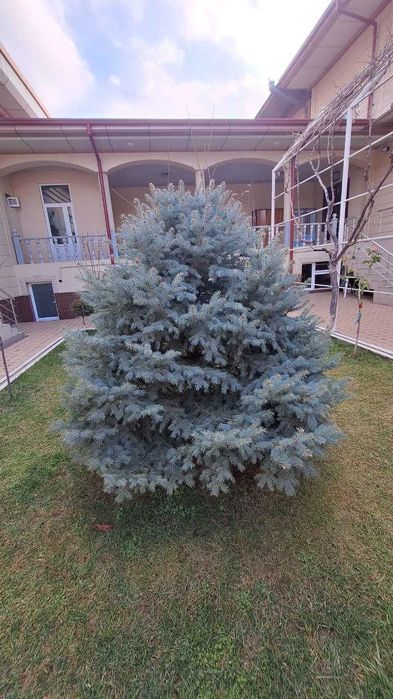 Арча сотилади     .