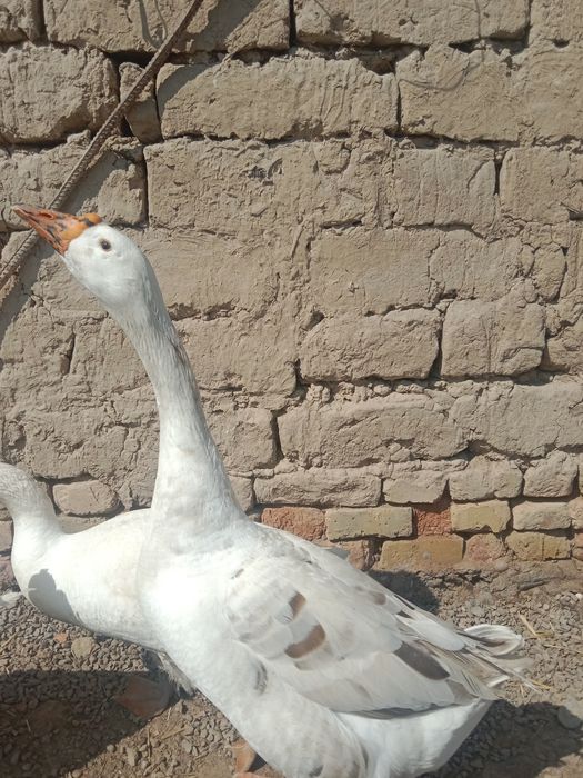 Gʻozlar sotiladi. Bir yoshdan oshdi. Tuxumga kirgan.