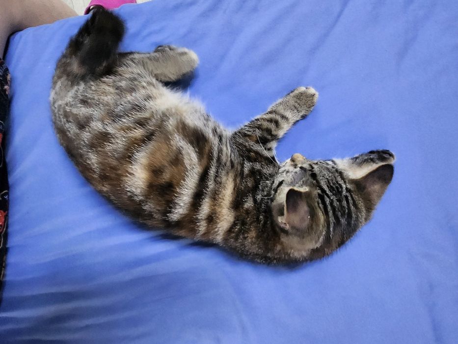 Котёнок девочка 1,5