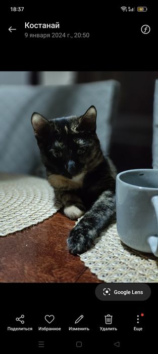 Отдам в добрые руки,умнейшую кошку