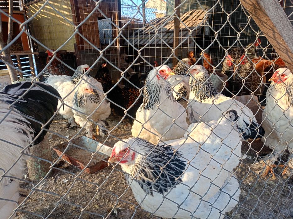 Brahma herminat deschis si B potirnichiu