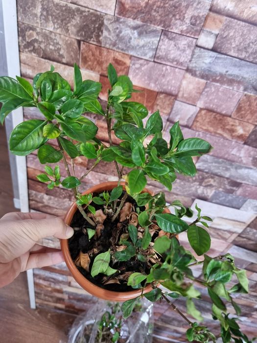 СКИДКА комнатных цветок Гардения Gardeniya Adaptatsyadan o'tgan tayyor