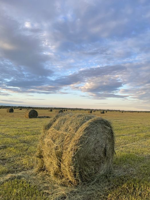 Продам луговое сено