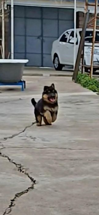 Nemetiski ofcharka zoti toza jinsi erkak urg'ochisiyam bor