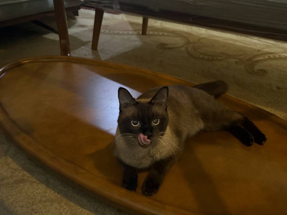 Кот хороший друг