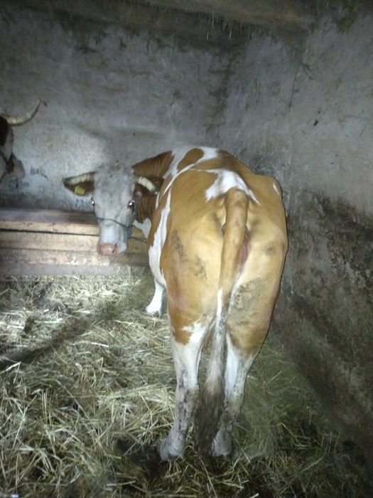 Vând vaca gestanta