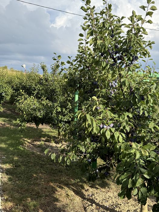 Prune de vanzare