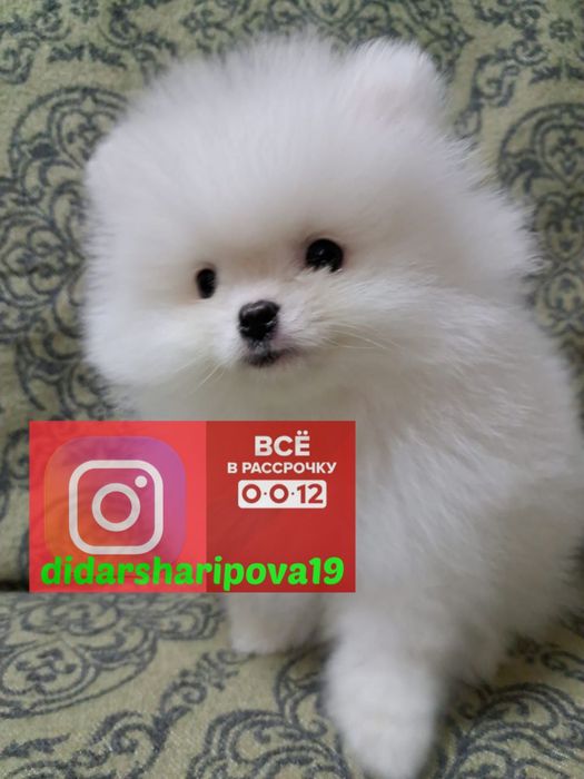 Белоснежные шпицы