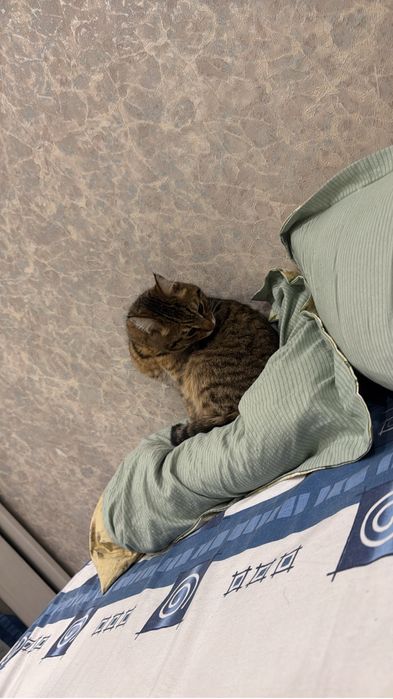 Пропал кот Район Мирный,Карбшева