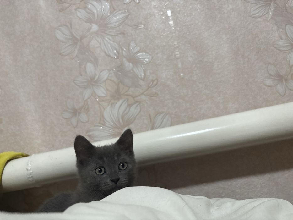 Продам котенка британца