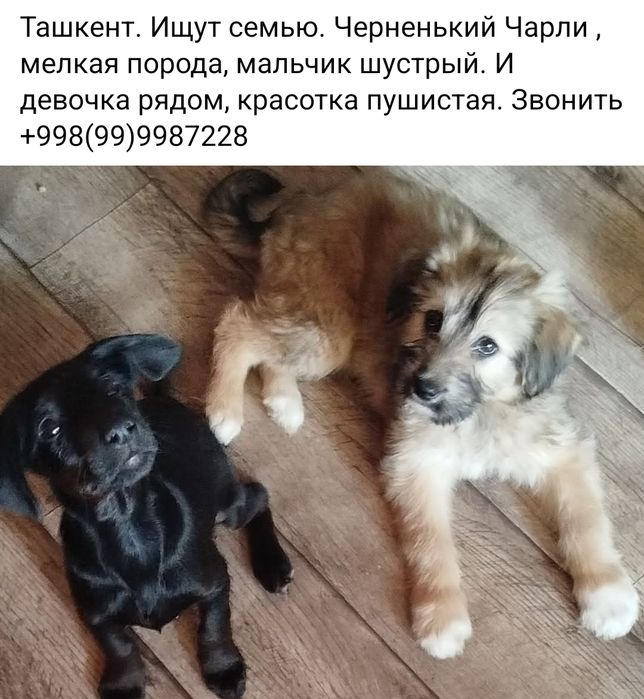 .Бесплатно щенки, собачки,  кошки, коты.