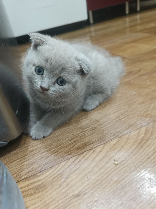Продам породистых котят