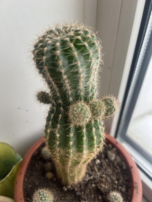 Продам комнатные цветы