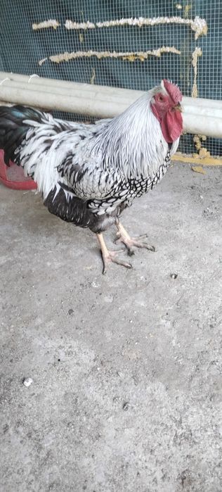 Cocoș Wyandotte Argintiu