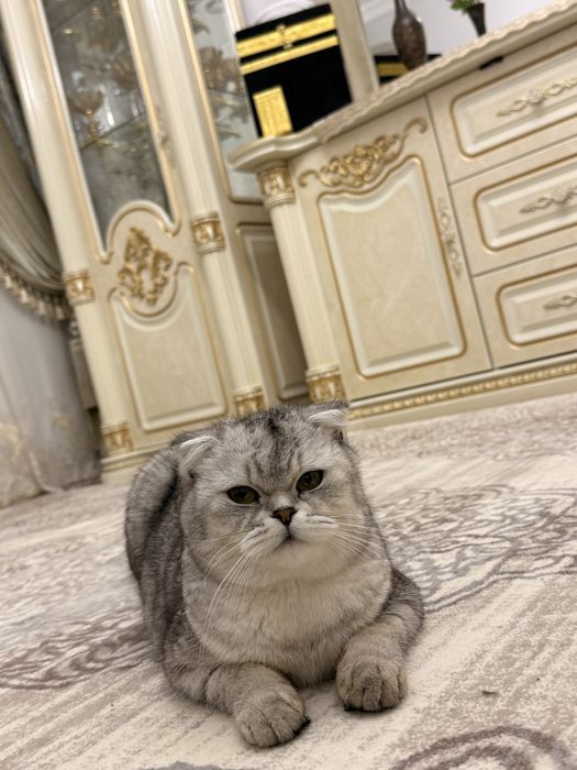 Продаётся кошка «Битанская шиншила» фоулд
