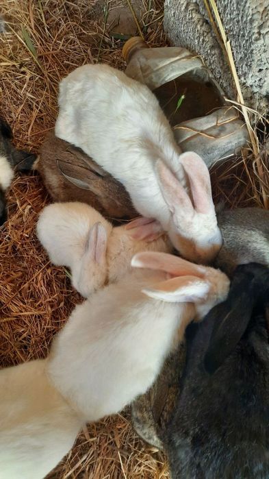 Куён купайтириб даромад килинг. Уйингизда пархез гушт бу Куён булсин.