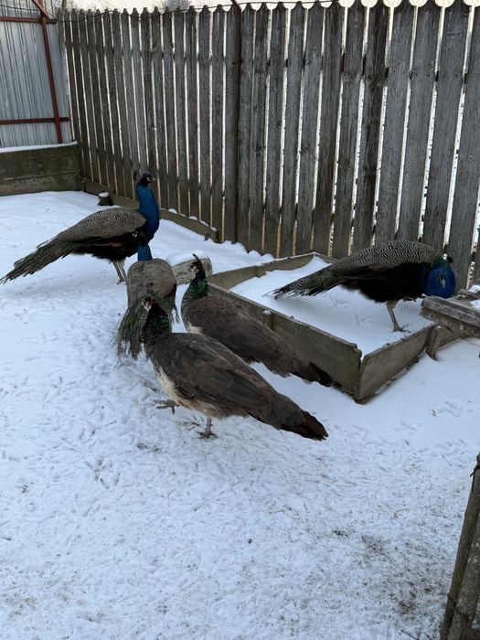 Pauni albastri de vanzare.