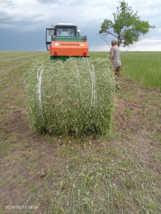 Продам свежий житняк