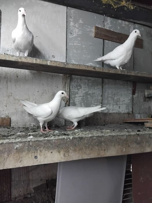 Vând pui voiajori Galați 25lei bucata