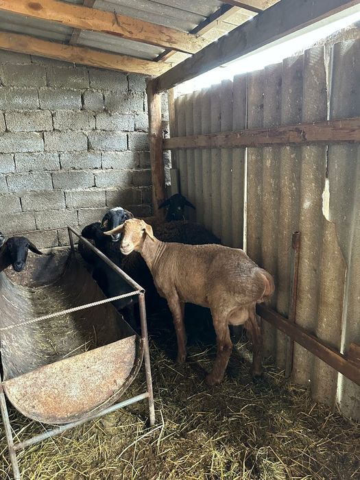 Қозылы қой,буаз қой қошқарымен сатылады