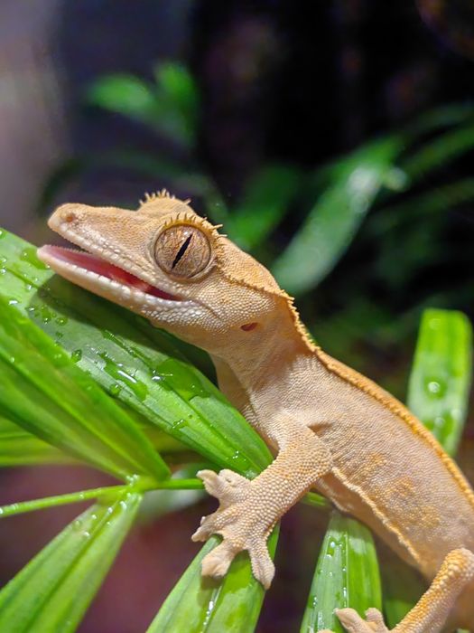 Gecko/Agama/Cameleon (reptile de vanzare)