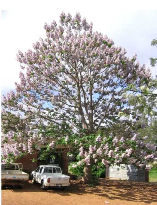 500 семена за Царска пауловния