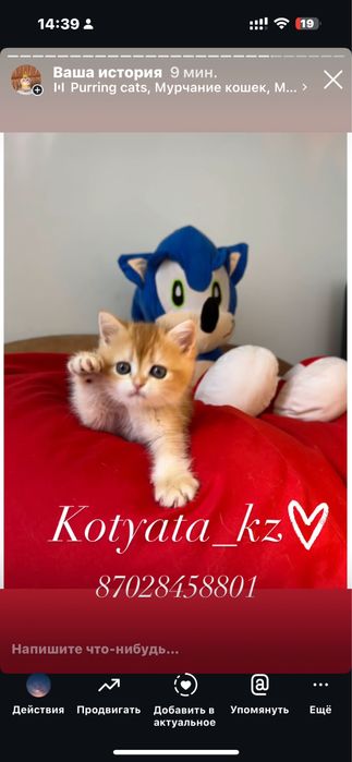 Золотые шиншиллы с полным пакетом документов