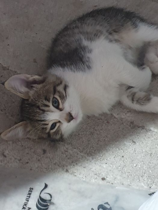 Котята б/п, но красивые