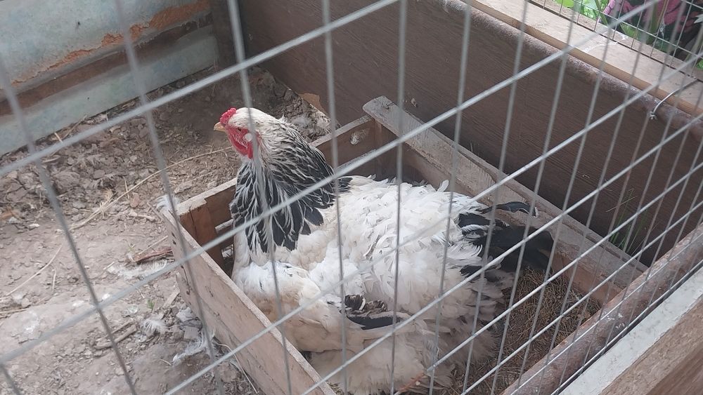 Тоза брама товуклар