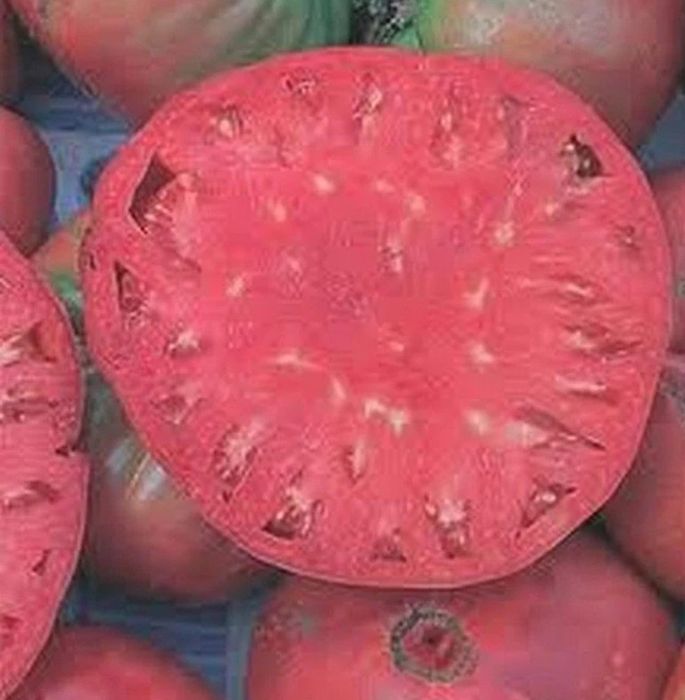 Томат Юсуповский розовый семена