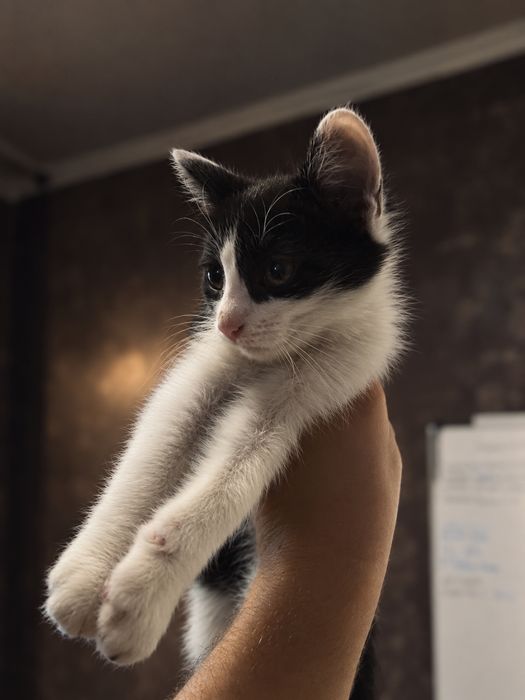 Кошечка в добрые руки.