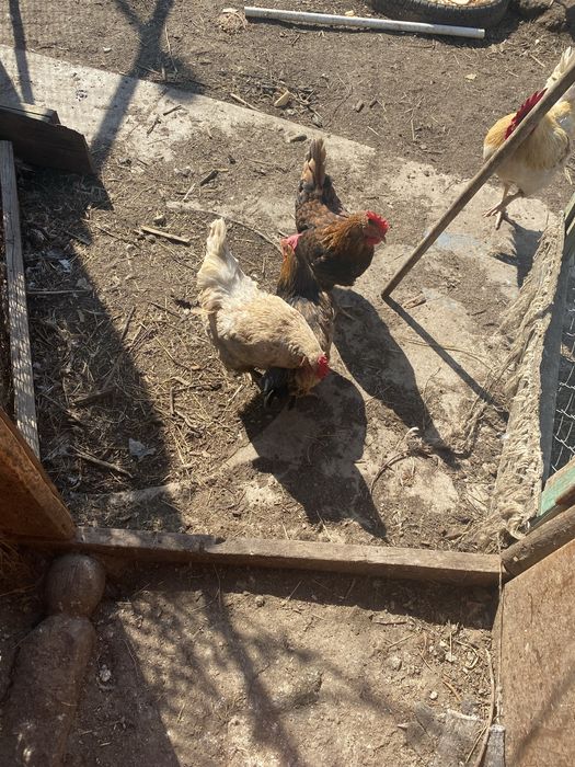 Продам домашних молодых индоуток