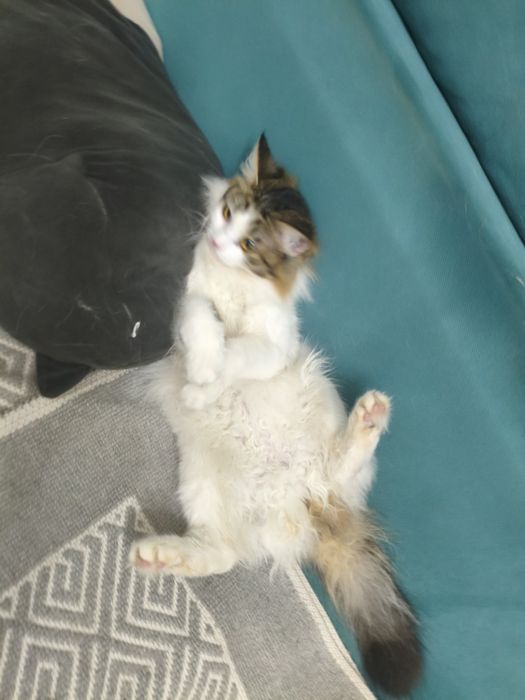 котик девочка 17