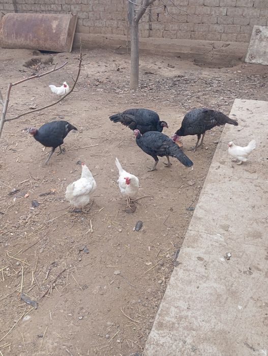 Птицы индюк курке