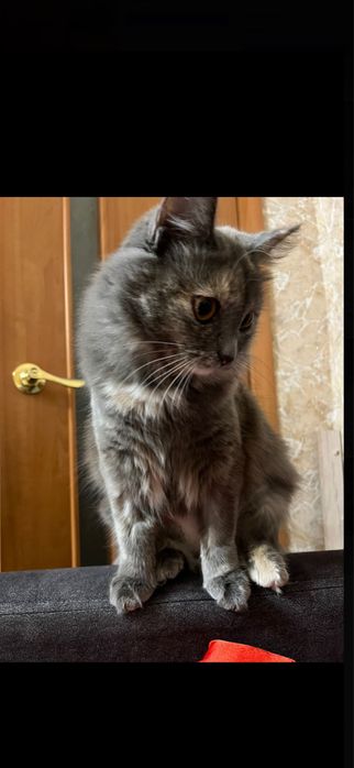 Кошка девочка в хорошие руки!