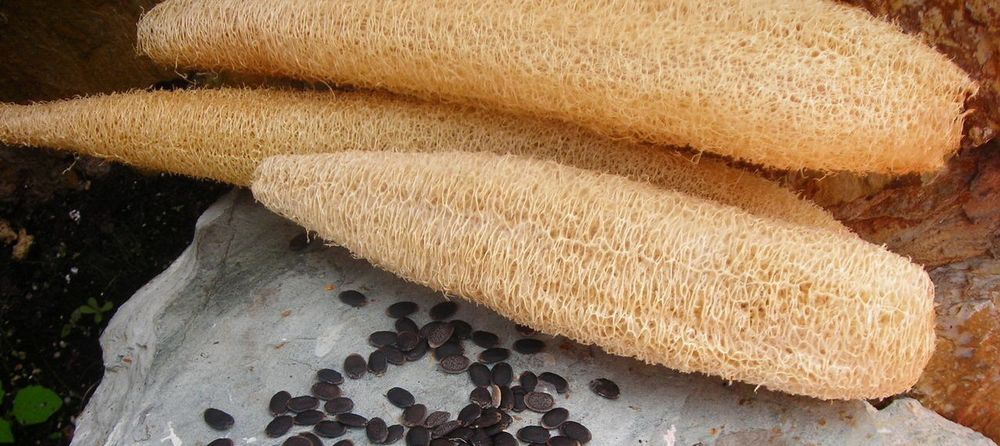 Мочалка Люффа экологически чистый продукт