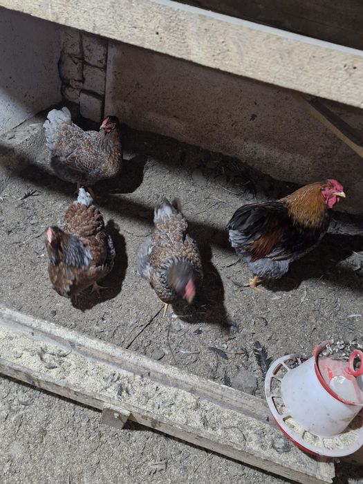 Ouă de incubat  wyandotte auriu. Wyandotte gri  auriu și  găini  color