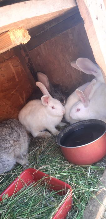 Vand iepuri de casă, crescuți în ograda proprie,au  vârsta  3 luni !