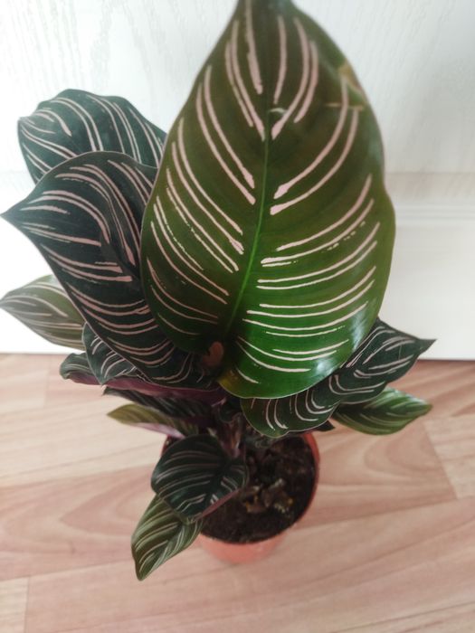 Комнатные цветы в ассортименте