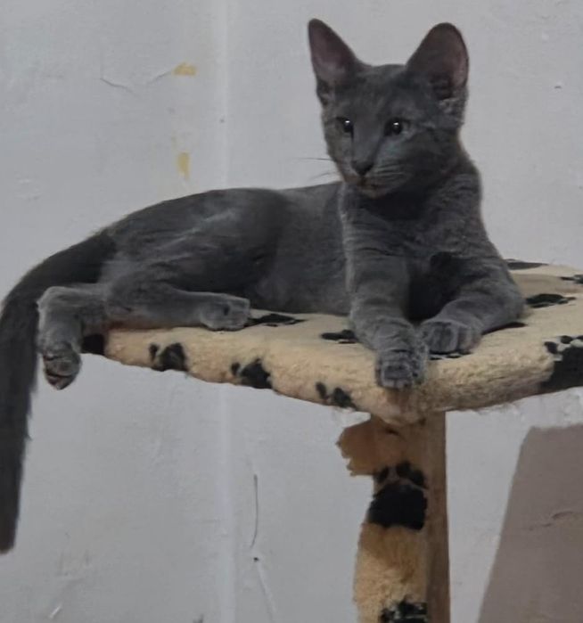 pui de pisicuta,,fetita frumoasa,pisicuta pentru adoptie,puiut de pisica