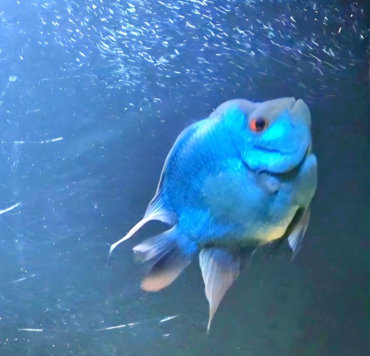 Попугай-Flowerhorn